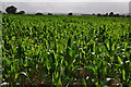 East Devon : Crop Field in EX5 2DY
