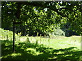 Footpath junction beneath oak tree in RH20 4BJ