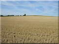 Stubble field near Campton in SG17 5NY