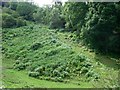 Steep track at the edge of Gibridding Wood in ST10 3AW