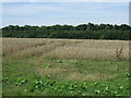 Crop field towards Steppingley Copse in Steppingley