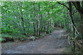 Tandridge : Woodland Path in TN16 2ES