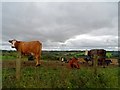 Staring cows near Dunton in MK18 3RY