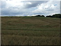 Stubble field near Maulden in MK45 2DU