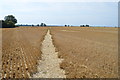 Footpath across crop field in Ragnall