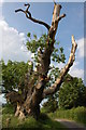 Old oak tree at Whatmore in SY8 3AY