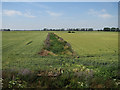Ditch across Fidwell Fen in CB7 5YG
