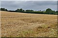 Yarpole: Lower House Farm: Harvested cereal crop in HR6 0BA