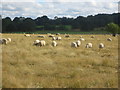 Sheep near River Farm in ME17 4BB
