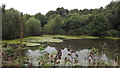A lake with water lilies near Cadeby Quarry in CV13 0BB