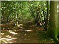 Footpath, Wapsbourne Wood in RH17 7NW