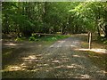 Track, Wapsbourne Wood in RH17 7NW
