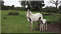 Mare and foal on the footpath in CV13 0RB