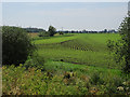 Maize field by River Cam in CB6 3HR