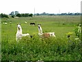 Llamas at Dunkirk, Pymore in Downham