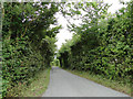 High hedges on Hartest Lane in IP29 4PS