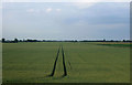Crop field, North Fen in CB6 2UQ