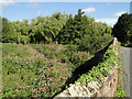 Himalayan balsam choking the River Brett at Semer in South East Cosford Ward
