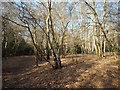 Birch scrub northeast of Bracebridge Pool, Sutton Park in B74 2RG
