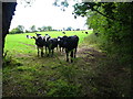 Curious cattle in field in CH7 4SH