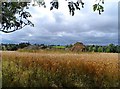 Ruined building in barley field, Dadford in MK18 5LE