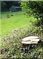 Tree stump and stabling shed by Danes Lane in WF4 4RN