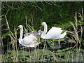 Family of Mute Swans in CT3 2LP