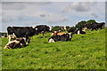 North Devon : Grassy Field & Cattle in EX36 3QP