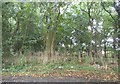 Woods by Downs Green Lane in AL4 8ED