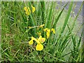 Yellow flag, Iris pseudacorus in CT3 2LP