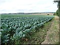 Field of brassicas, north of Notton in WF4 2WU