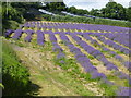 Lavender field Kenward Road in ME18 6AH