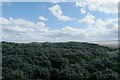 Berrow Beach: Dune vegetation in TA8 2NN