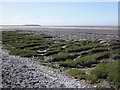 Salt marsh, Bristol Channel in BS21 6XL