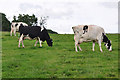 North Devon : Grassy Field & Cattle in EX36 4EA