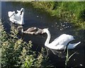 Swan family, Middle Lane in BS21 6XN