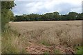 Crop field West of Ashperton in HR8 2RT