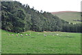 North Devon : Grassy Field & Sheep in EX36 4EG