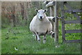 North Devon : A Sheep in EX36 4LU