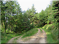 Forestry roads on Pernassie Hill in TD7 5HD