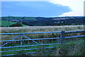 North Devon : Grassy Field & Gate in EX36 4EH