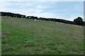 North Devon : Grassy Field & Sheep in EX36 3QF