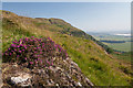 Heather on Dumyat in FK9 5PX