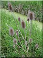 Teasel (Dipsacus fullonum) in CT3 2LP