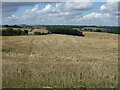 Stubble field towards The Holt in Swinhope