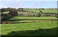 Cattle near Key's Engelbourne in TQ9 7PR