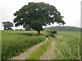 Oak tree near East Tytherley in SP5 1LW