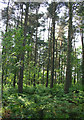 Woodland south of Ashley Heath in TF9 4PU