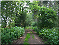 Track by woodland, south of Ashley Heath in TF9 4PU
