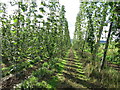 Hop field near Upper Town End Farm in HR8 1PZ